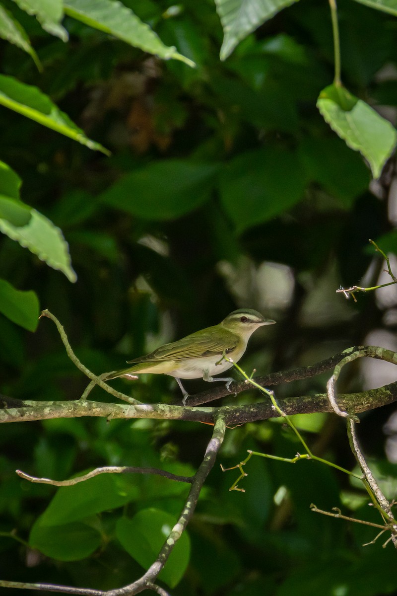 Vireo Ojirrojo - ML619710502