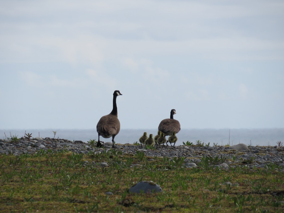 Canada Goose - ML619710513