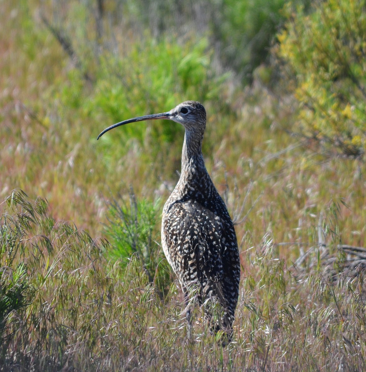 Long-billed Curlew - ML619710523