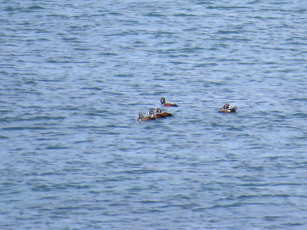 Harlequin Duck - ML619710535