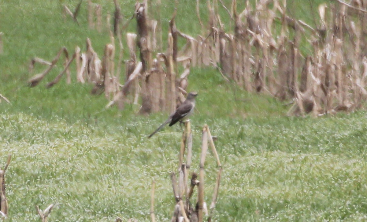 Northern Mockingbird - ML619710536