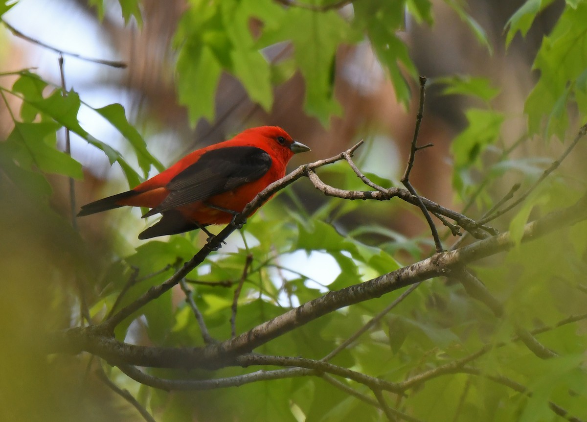 Scarlet Tanager - ML619710537