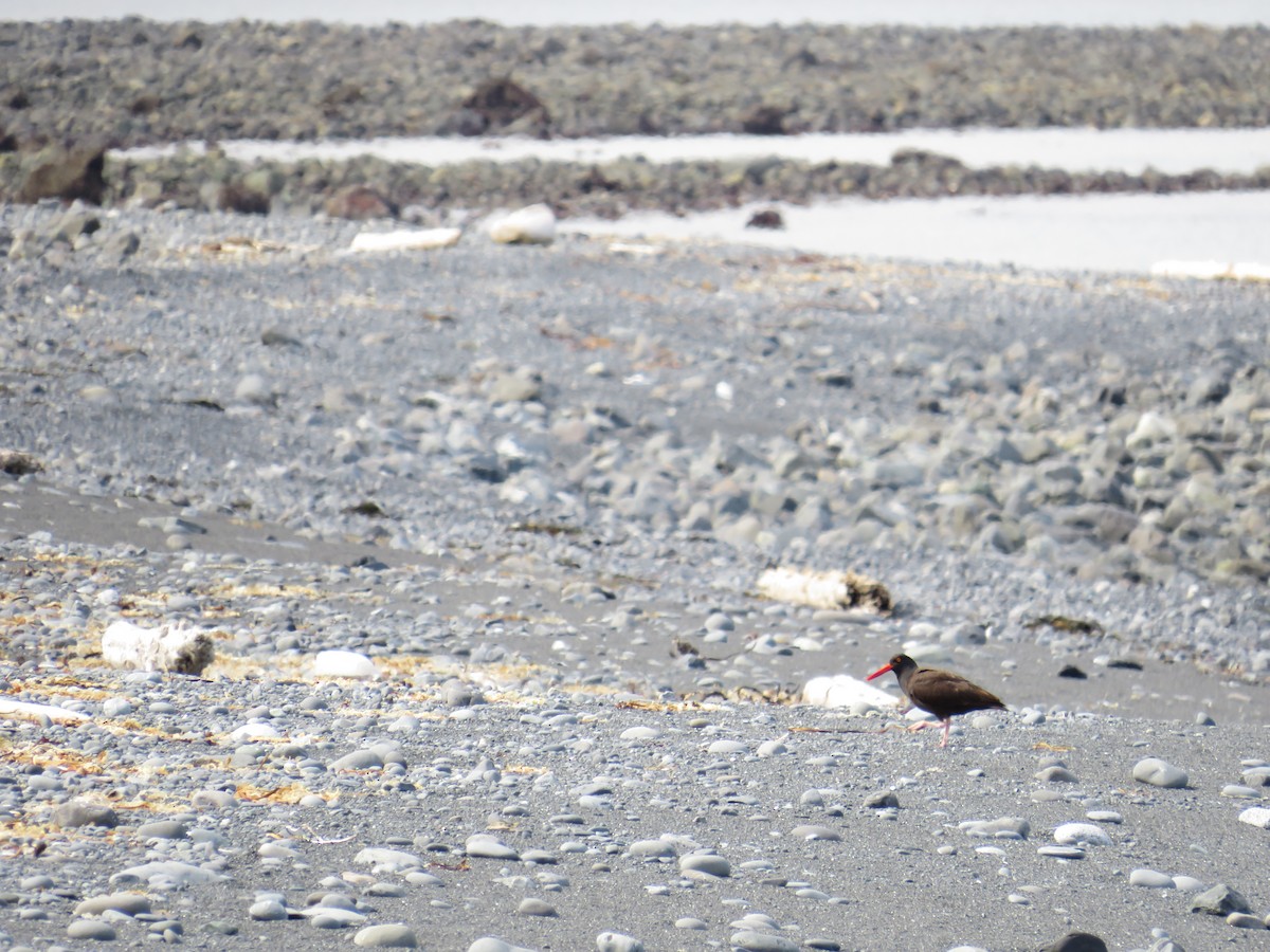 Kara Poyrazkuşu - ML619710556