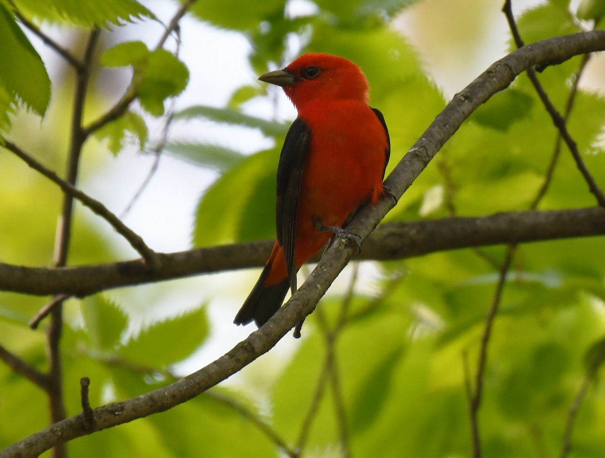 Scarlet Tanager - ML619710575