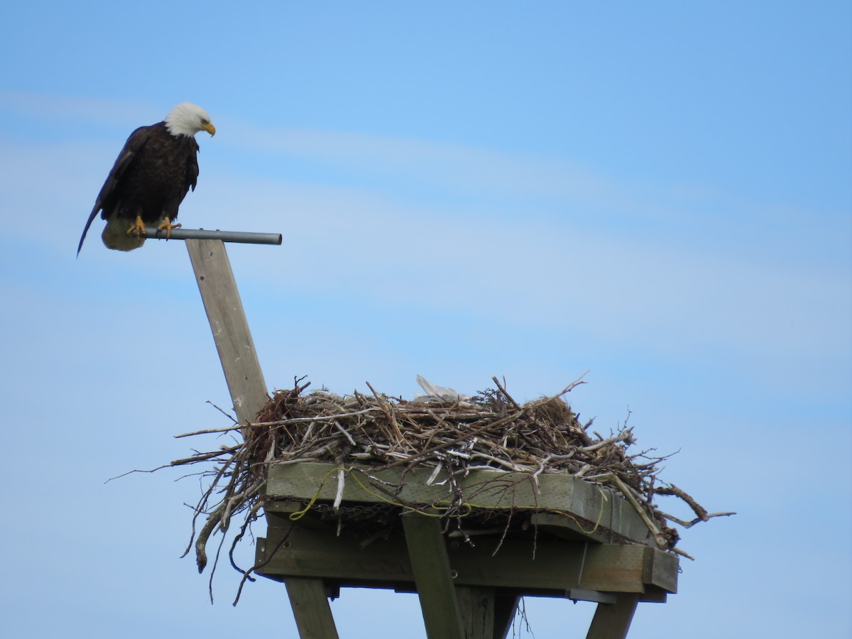 Weißkopf-Seeadler - ML619710594