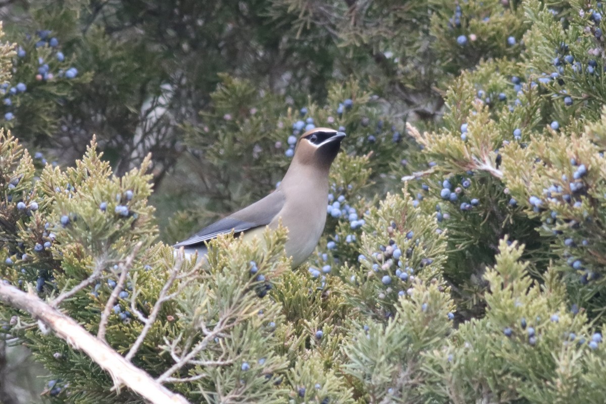 Cedar Waxwing - Katharine Spencer