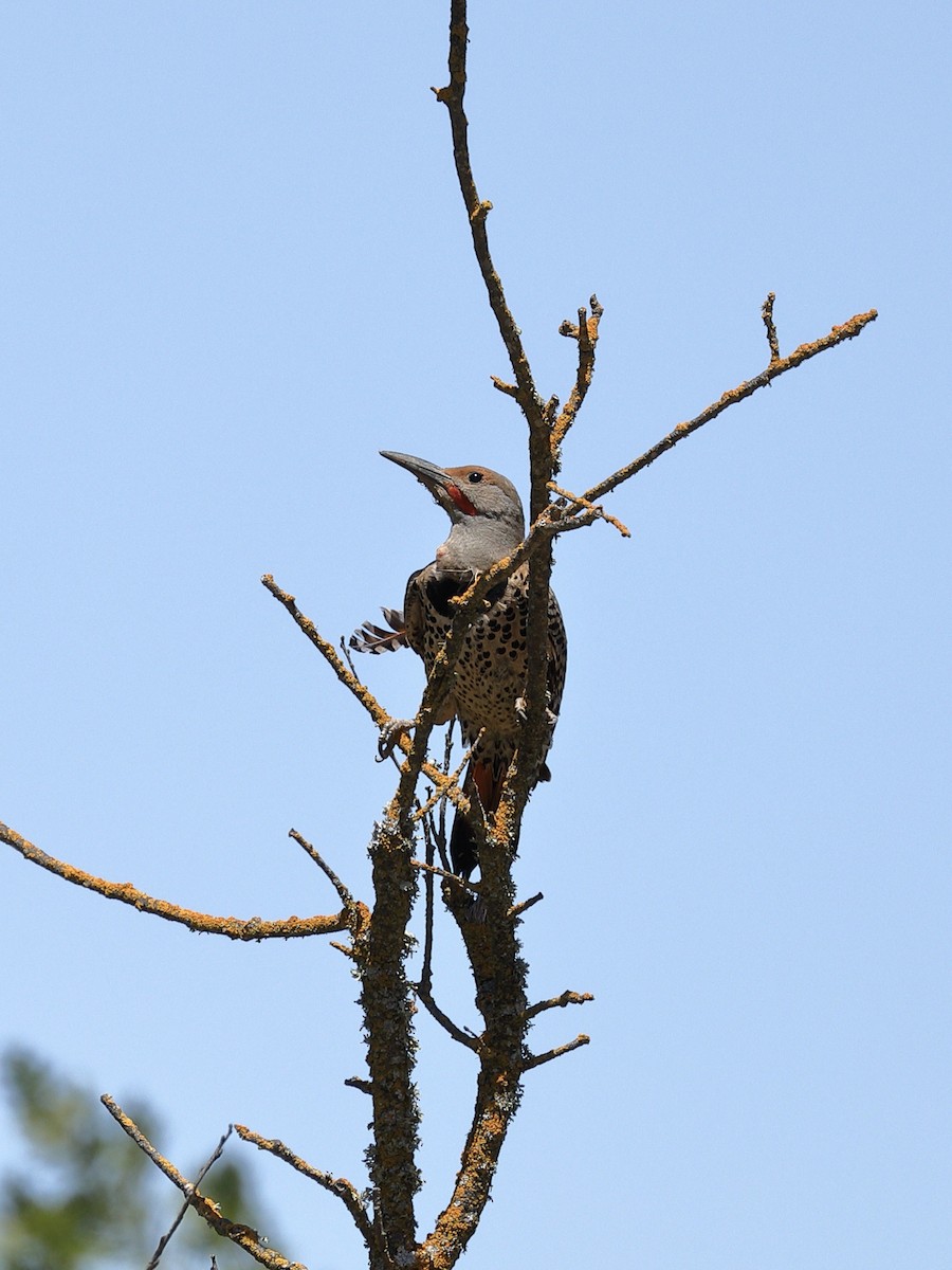 Northern Flicker - ML619710627