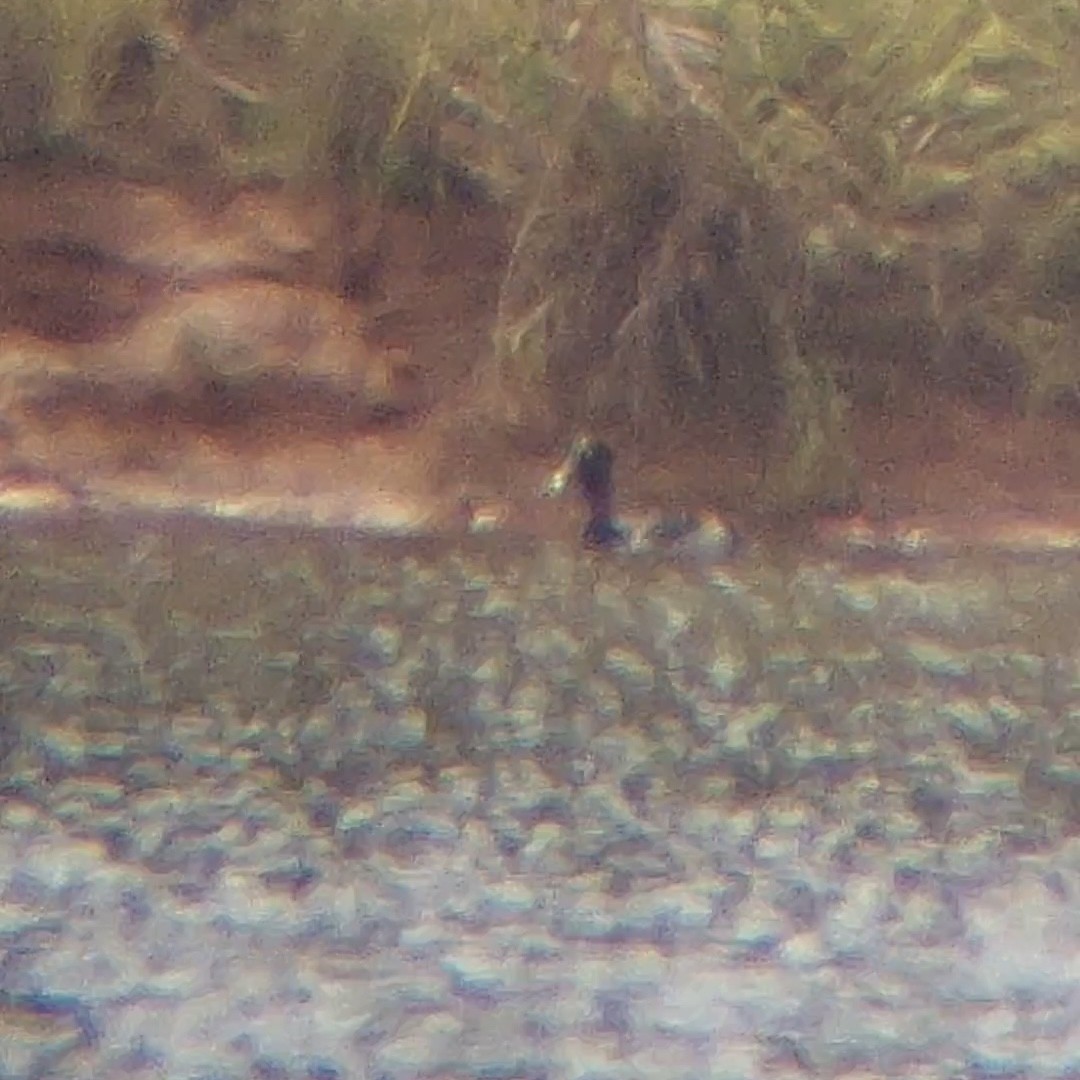 Ring-necked Duck - ML619710638