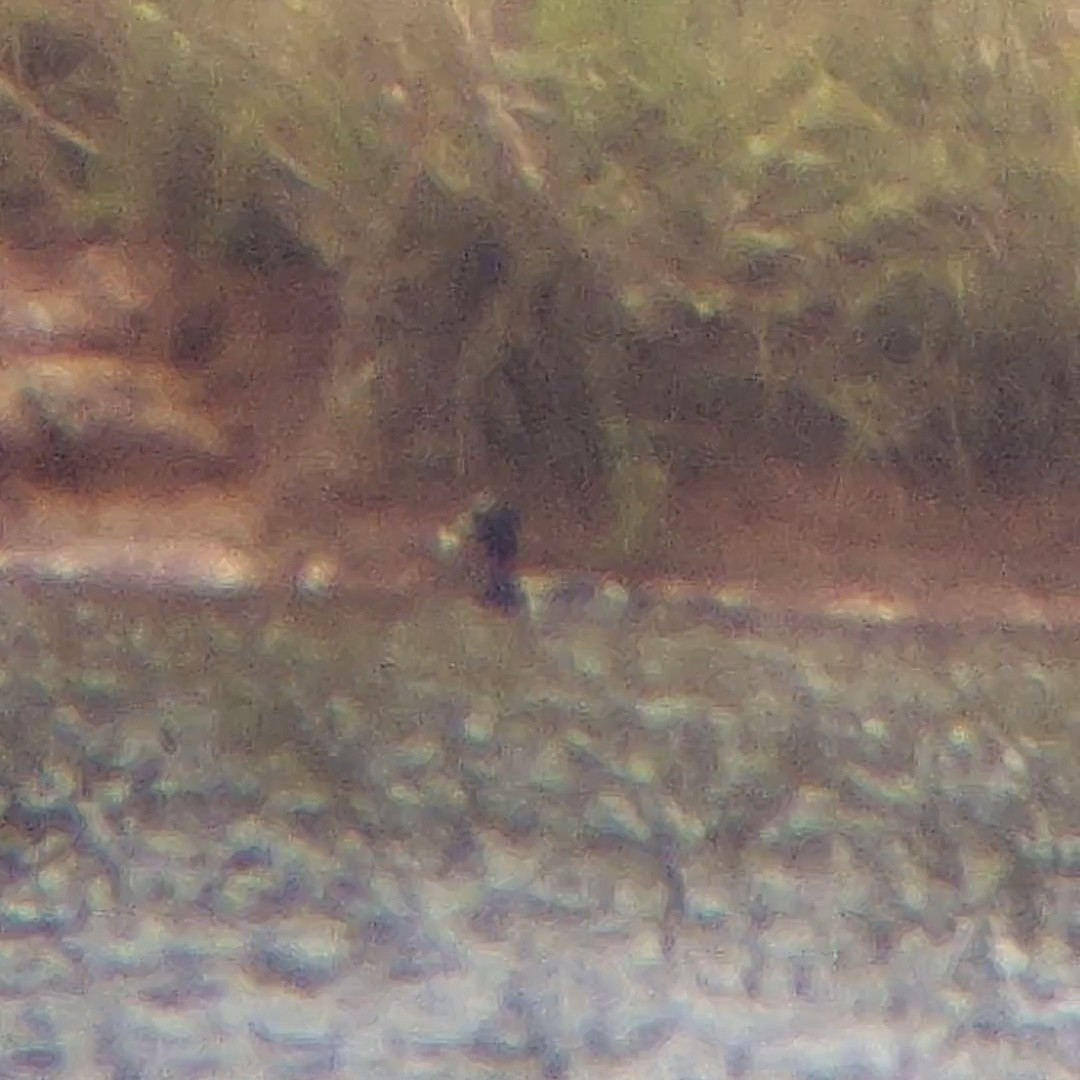 Ring-necked Duck - ML619710640