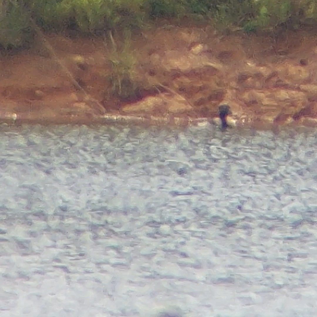 Ring-necked Duck - ML619710641