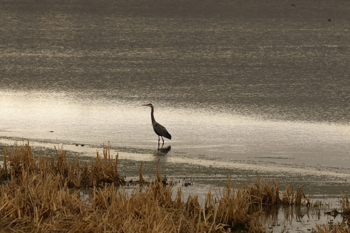 Great Blue Heron - ML619710642