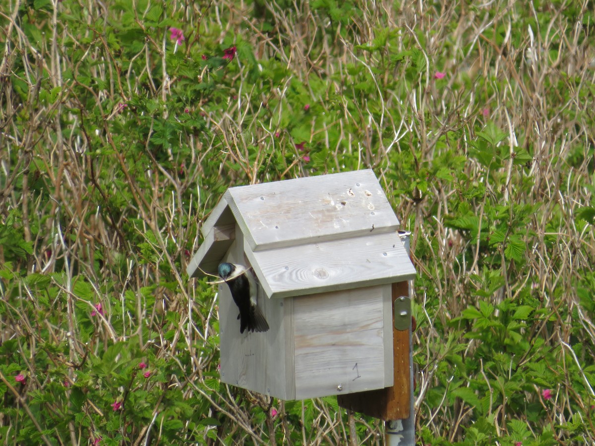 Ağaç Kırlangıcı - ML619710648