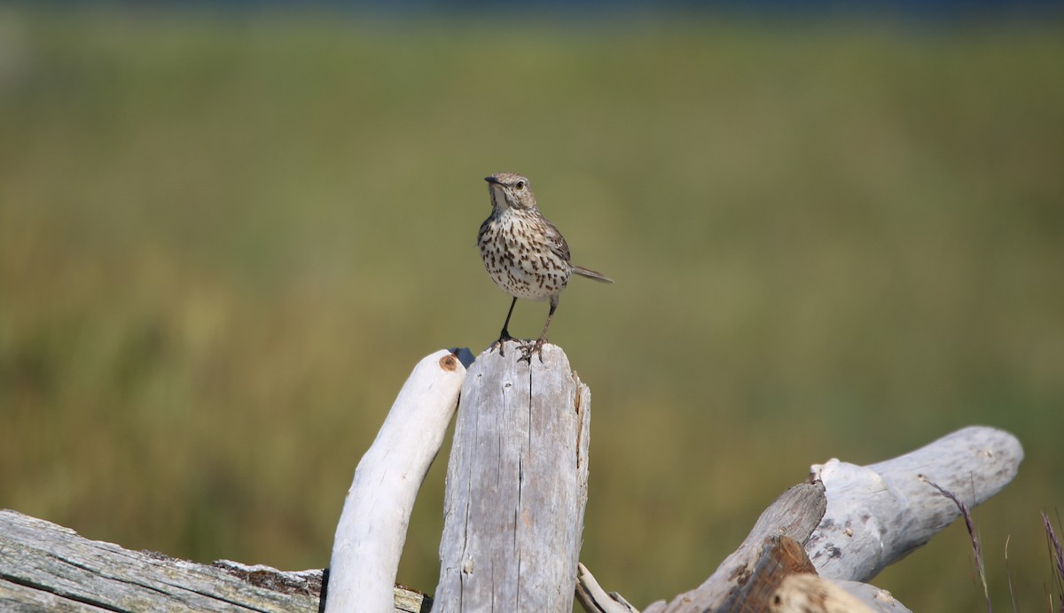 Sage Thrasher - ML619710661