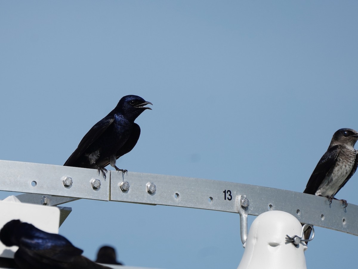 Purple Martin - ML619710678