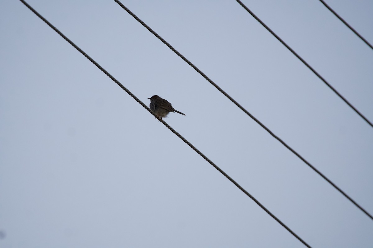 Orchard Oriole - ML619710683