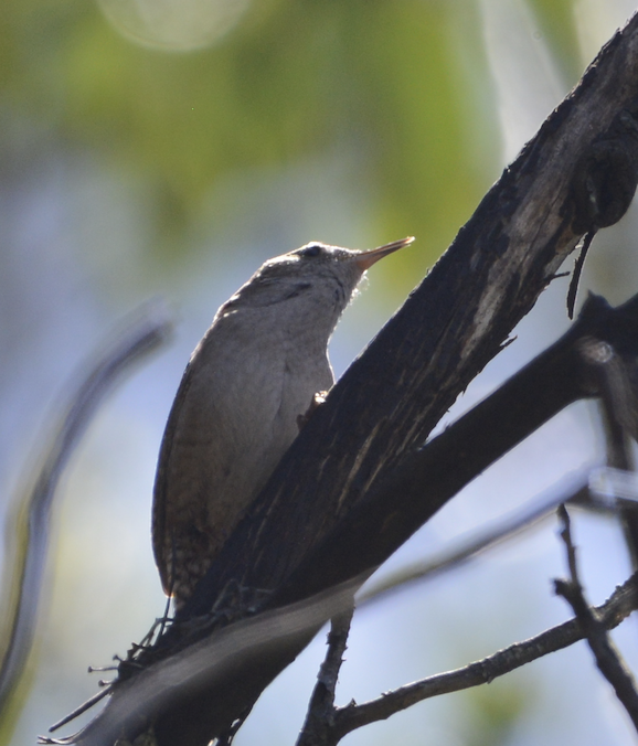 House Wren - ML619710689