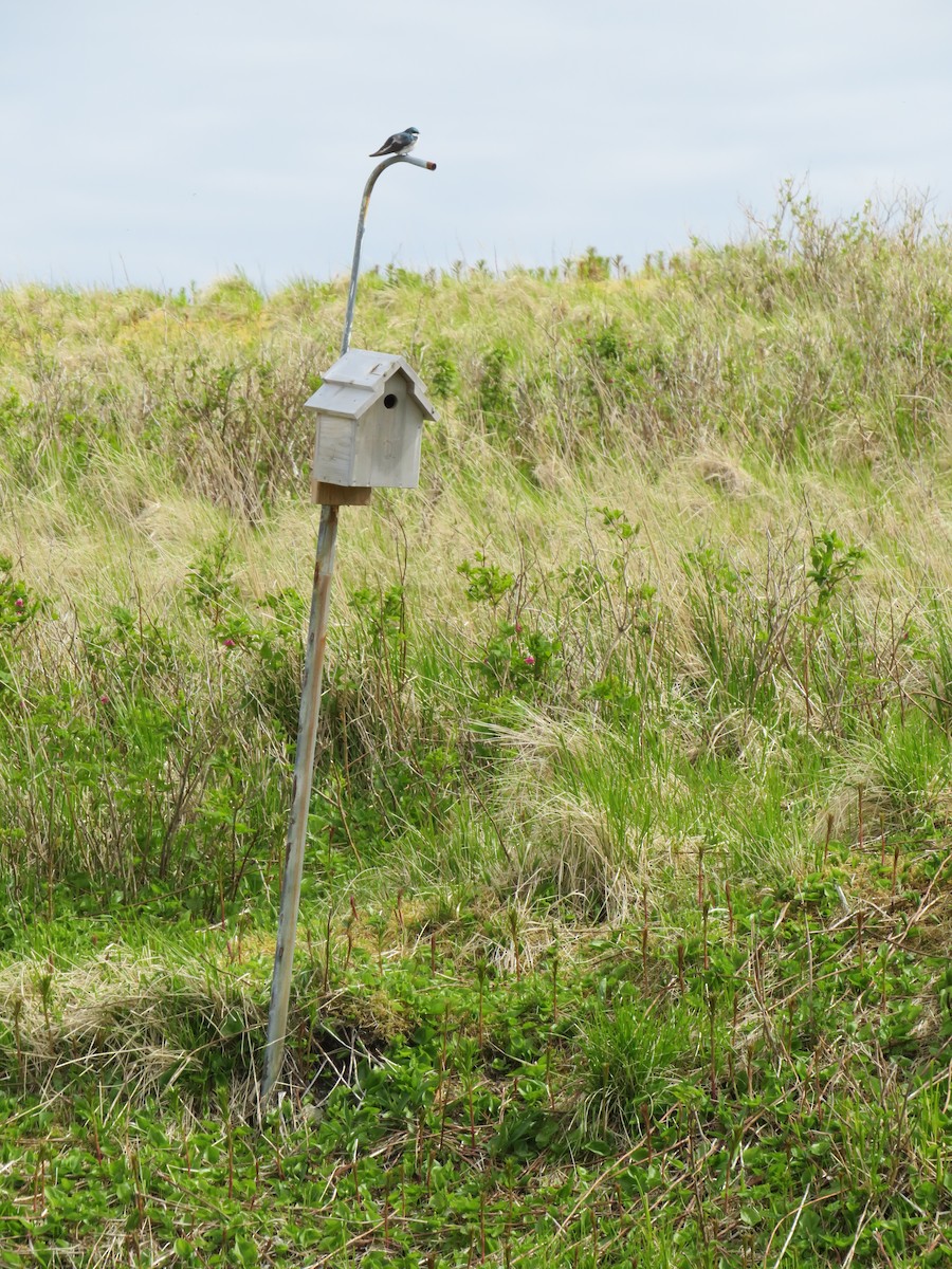 Ağaç Kırlangıcı - ML619710700