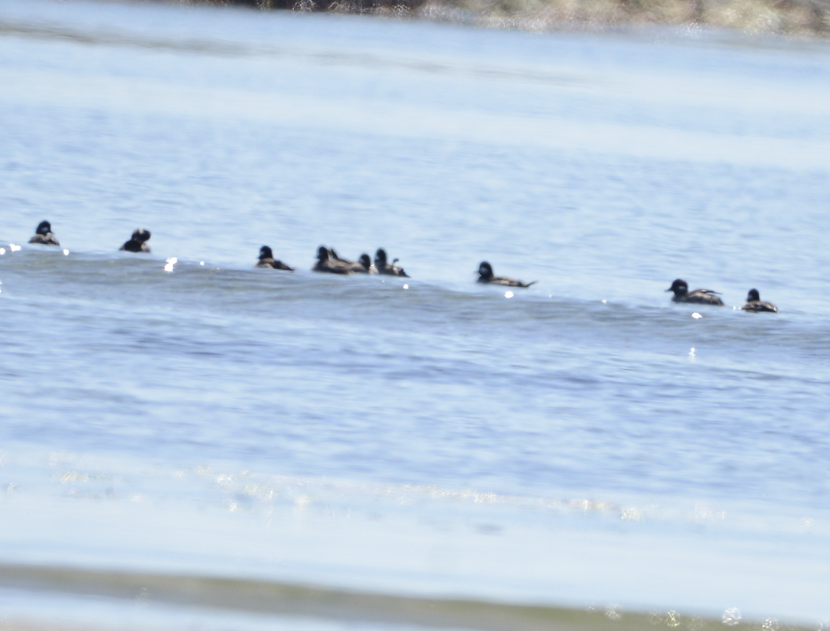 Bufflehead - ML619710702