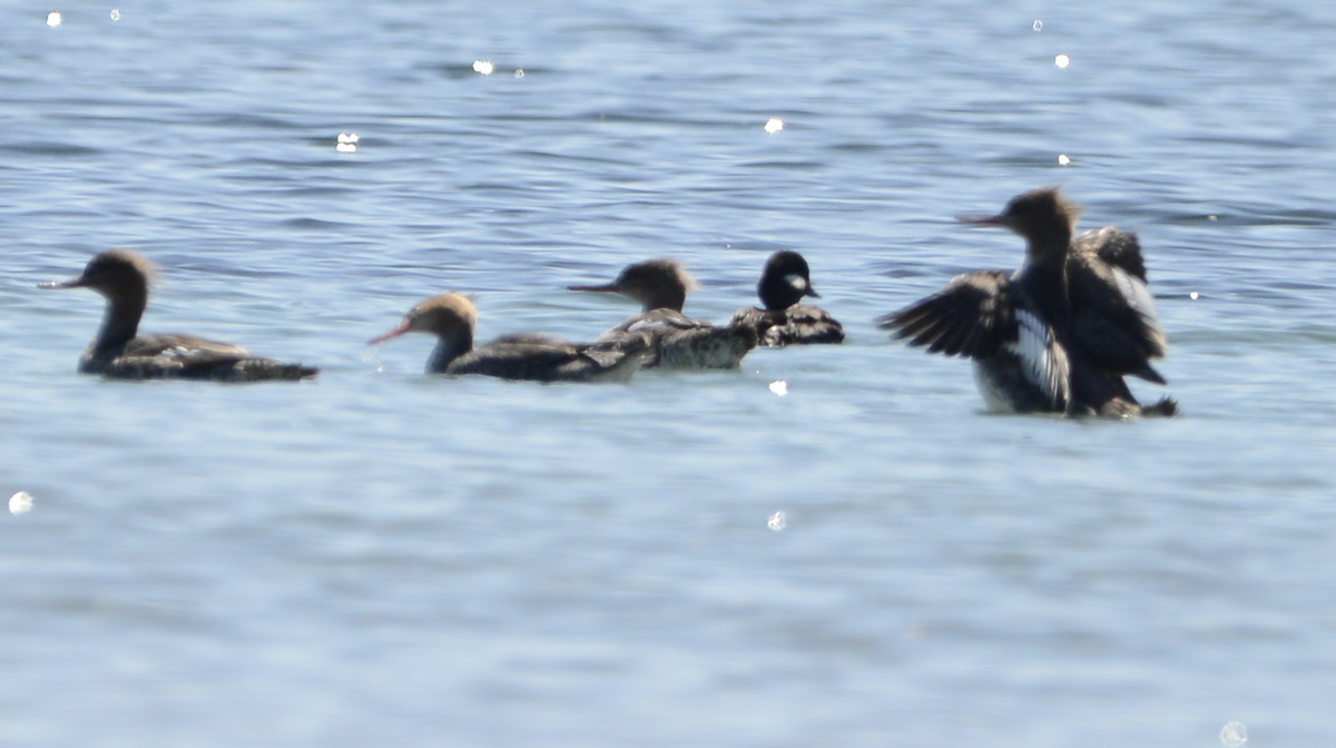 Red-breasted Merganser - ML619710705