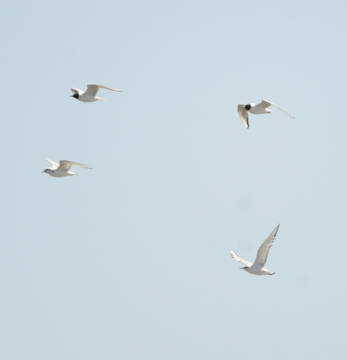 Bonaparte's Gull - ML619710710