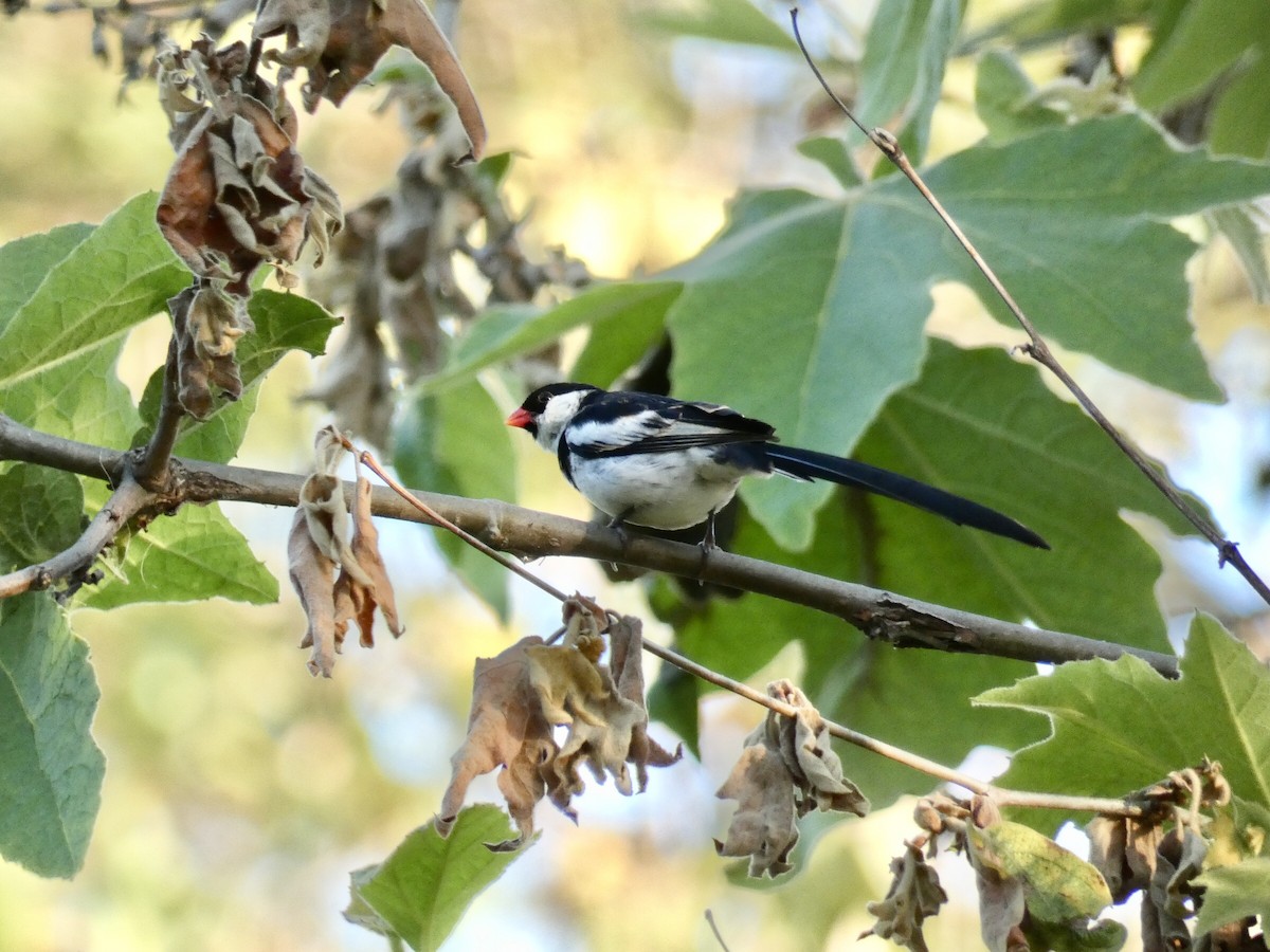 Pin-tailed Whydah - ML619710732