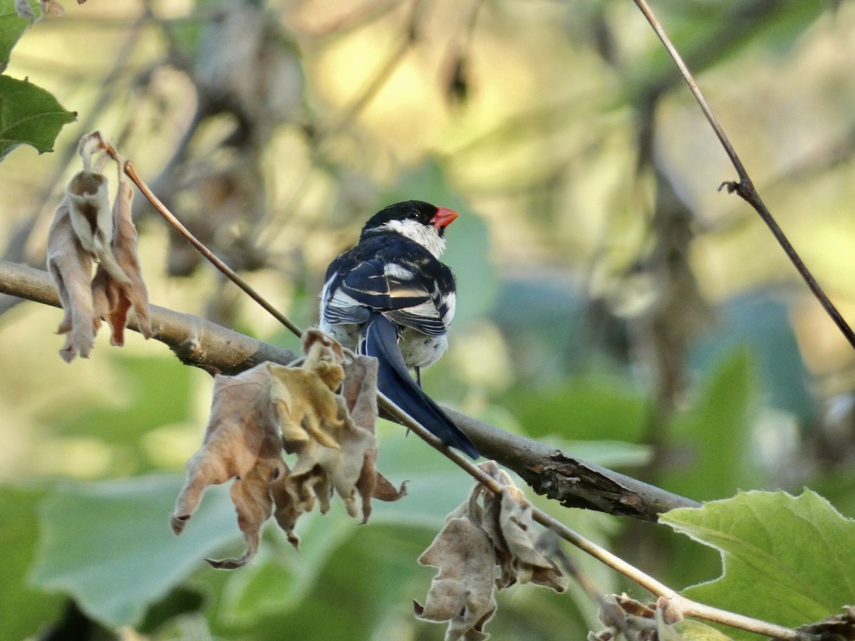 Pin-tailed Whydah - ML619710733