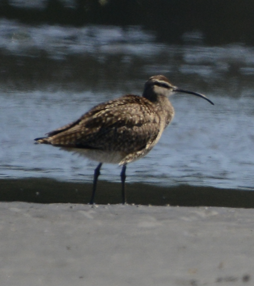 Whimbrel - Xin Cen