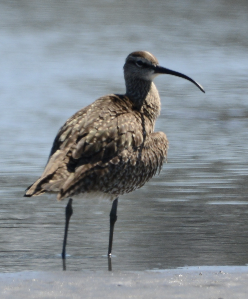 Regenbrachvogel - ML619710736