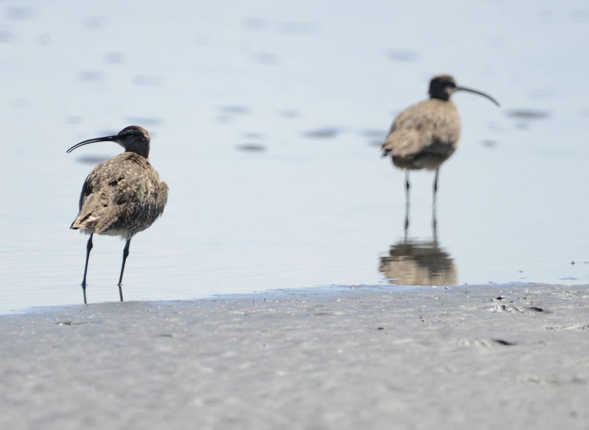 Whimbrel - ML619710737