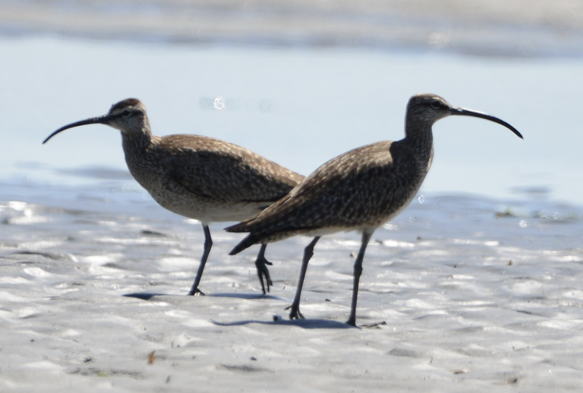 Whimbrel - ML619710738