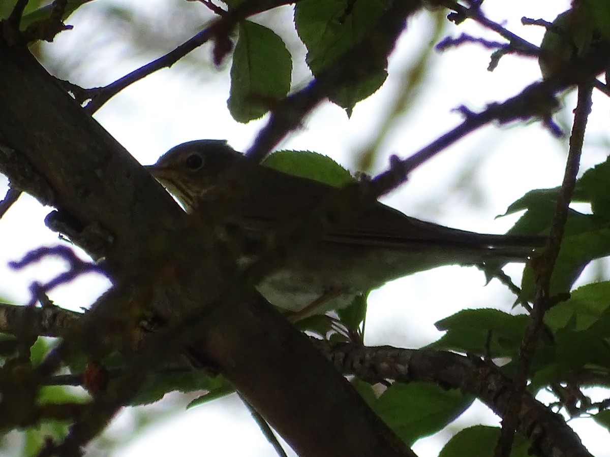 Swainson's Thrush - ML619710754