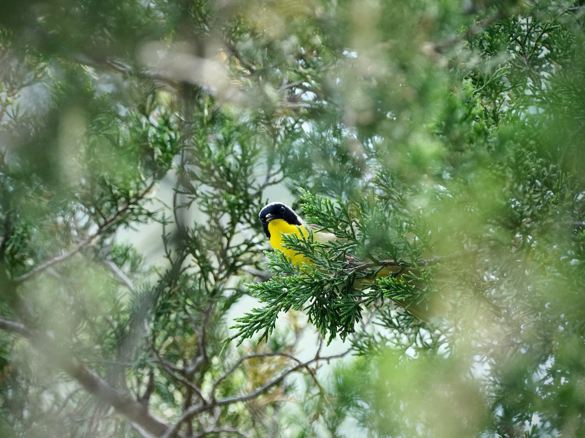 Common Yellowthroat - ML619710758