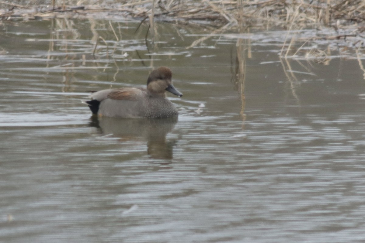 Gadwall - ML619710779