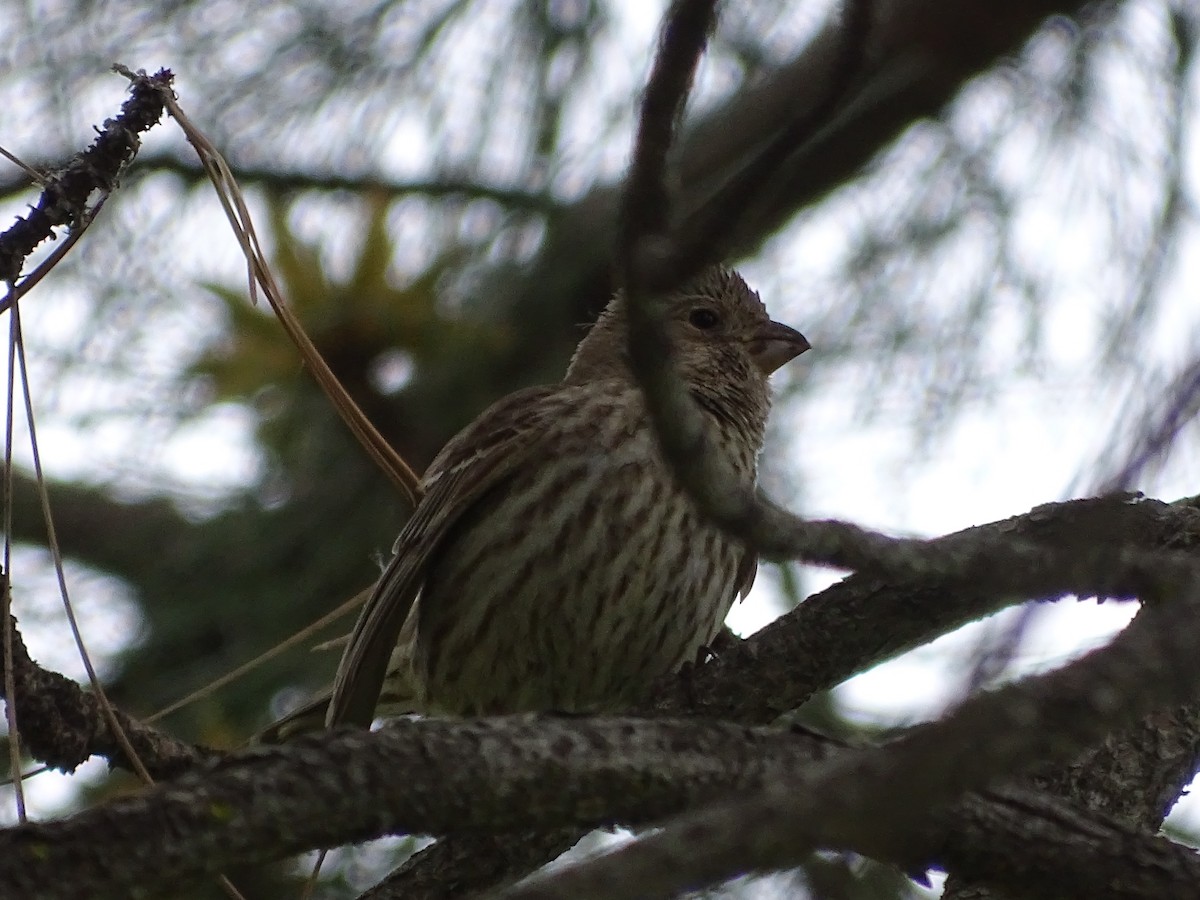 House Finch - ML619710814