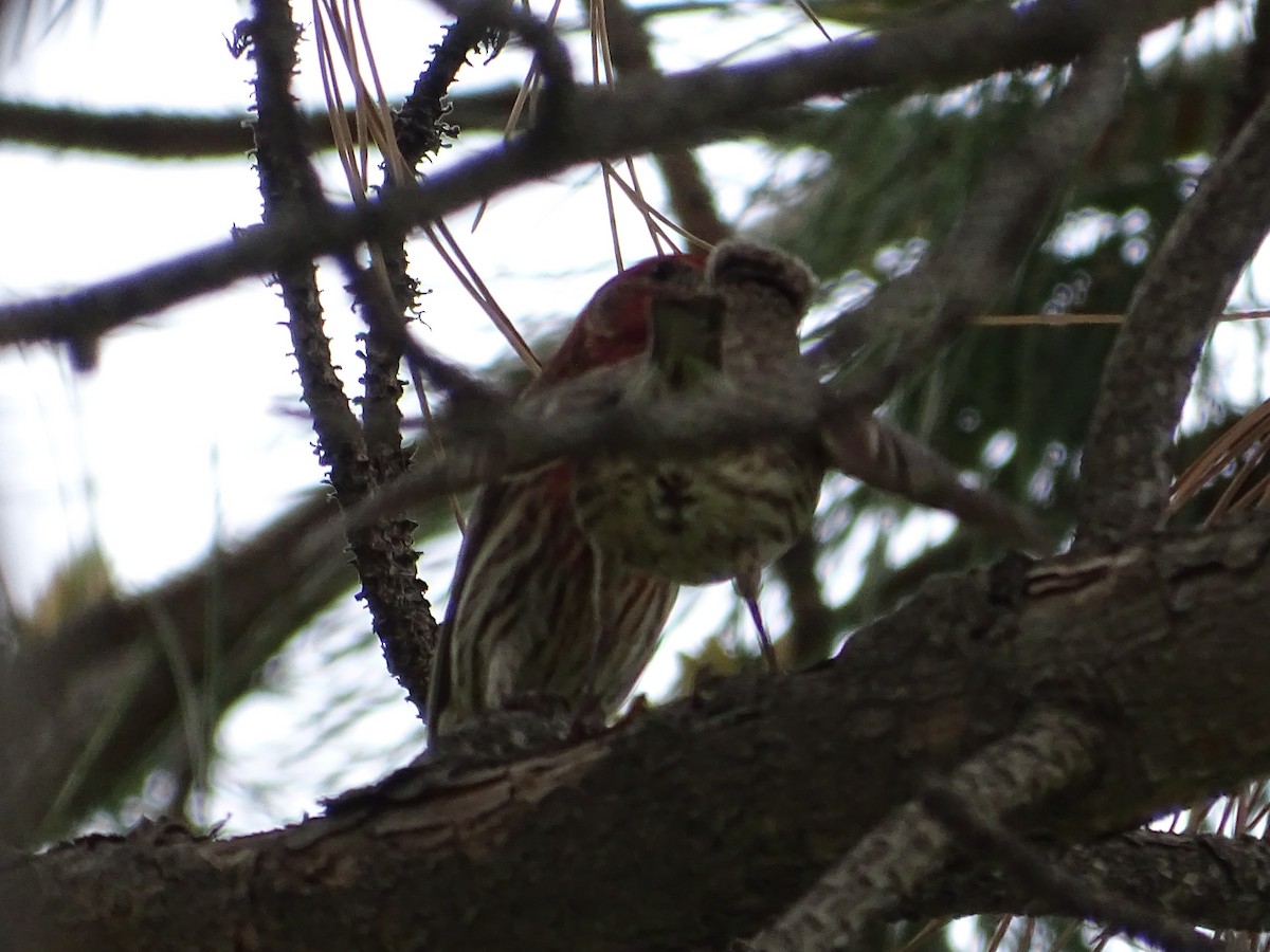 House Finch - ML619710815