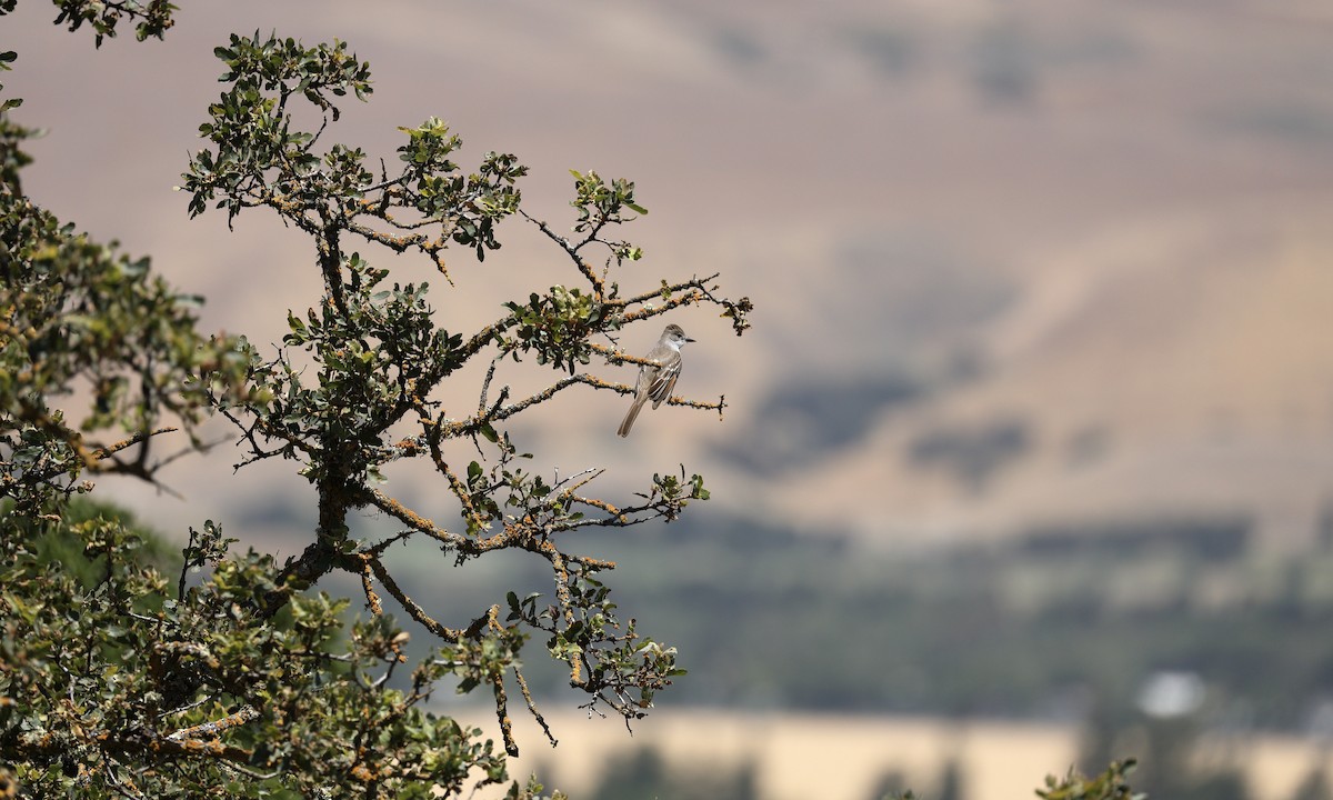 Ash-throated Flycatcher - ML619710820