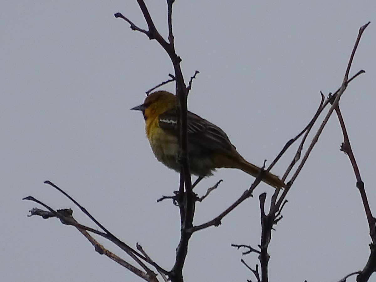 Bullock's Oriole - ML619710827