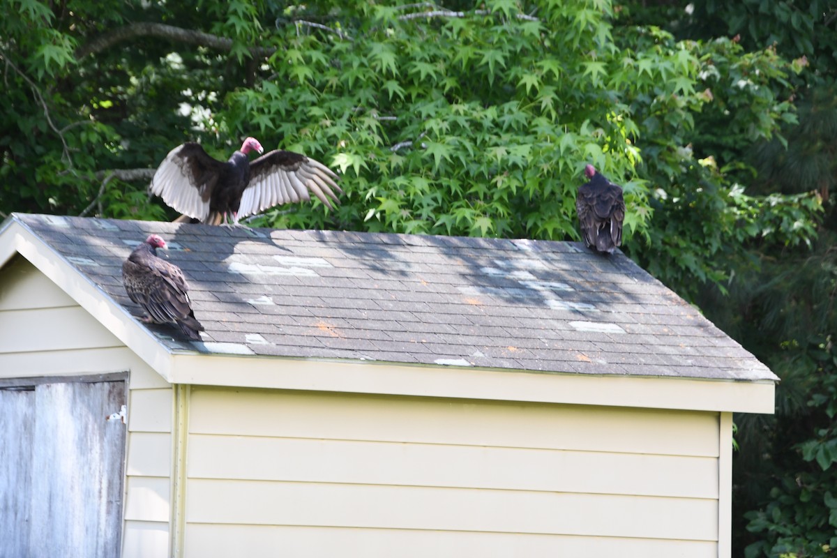 Turkey Vulture - ML619710830