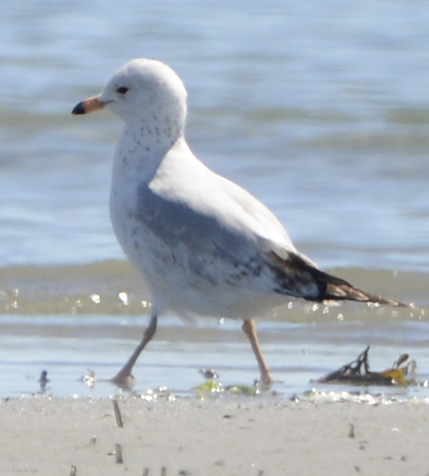 Ring-billed Gull - ML619710837