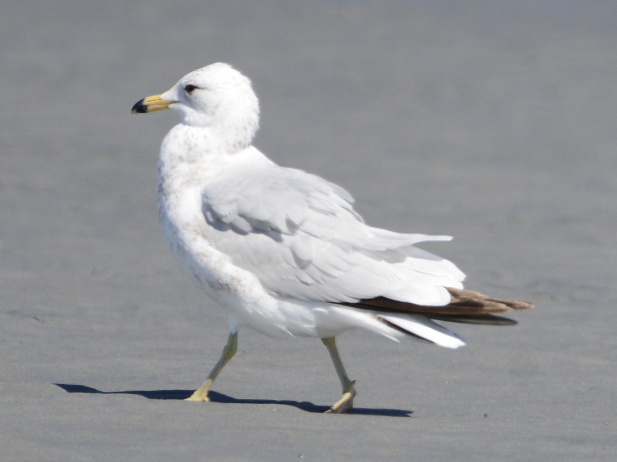 Ring-billed Gull - Xin Cen