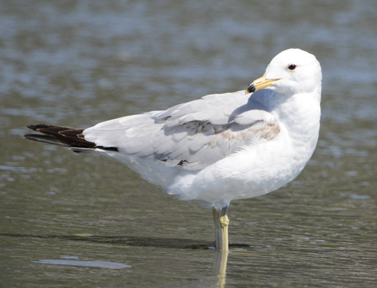 Ring-billed Gull - ML619710840