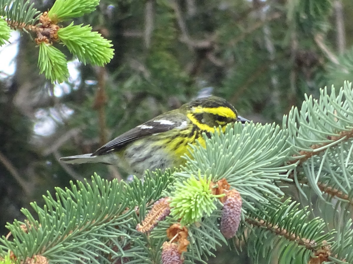 Townsend's Warbler - ML619710842