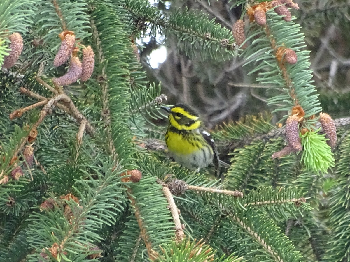 Townsend's Warbler - ML619710843