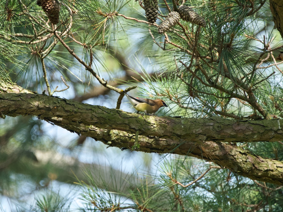 Cedar Waxwing - ML619710846