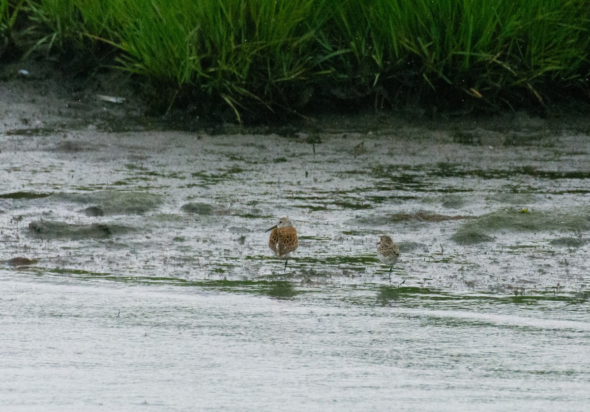 Dunlin - ML619710847