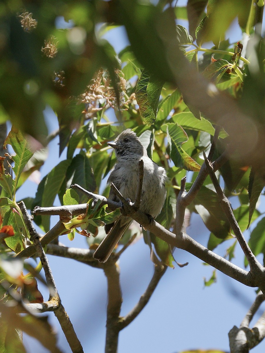 Mésange unicolore - ML619710859