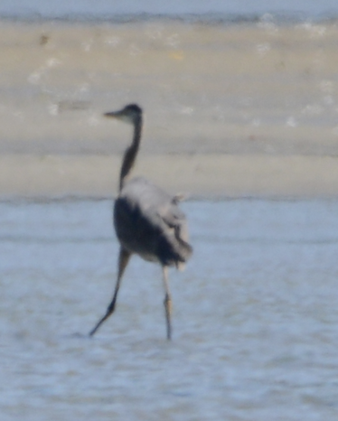 Great Blue Heron - ML619710865