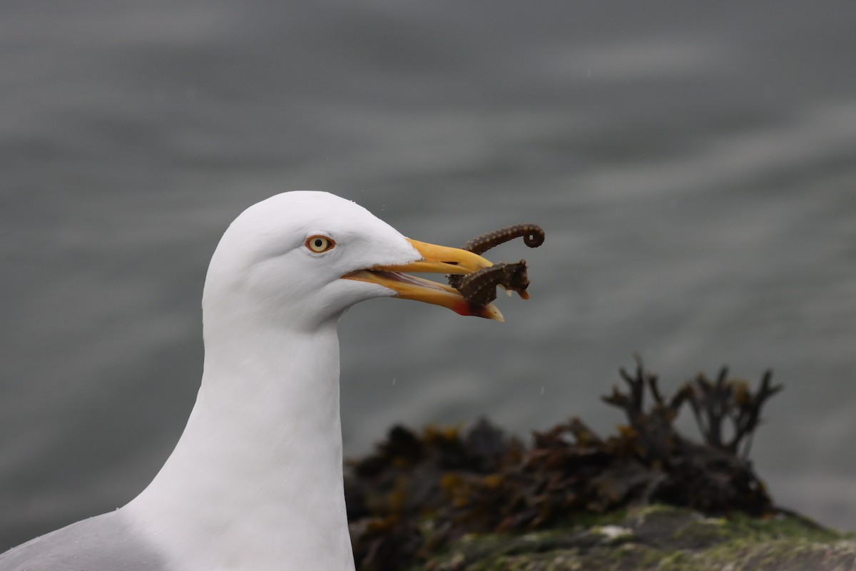 Herring Gull - Katharine Spencer