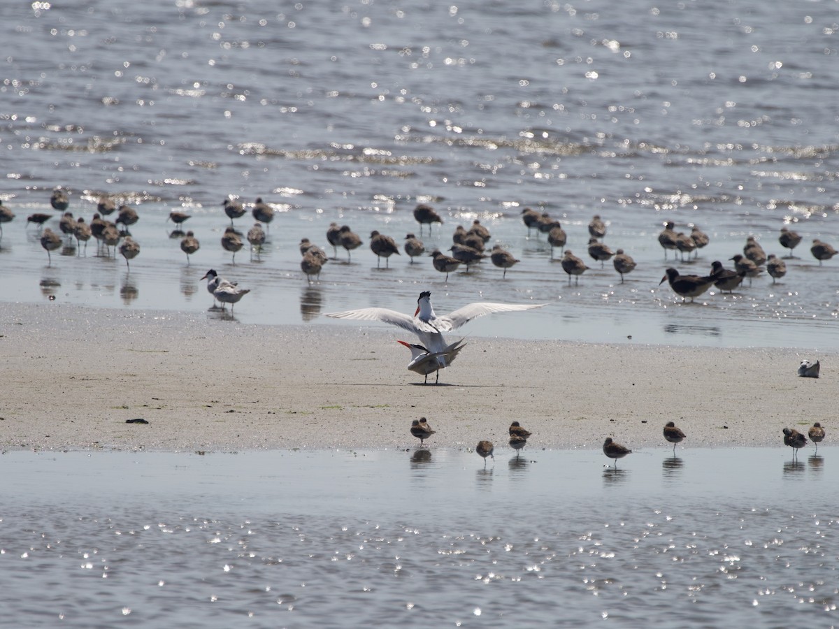 Royal Tern - ML619710875