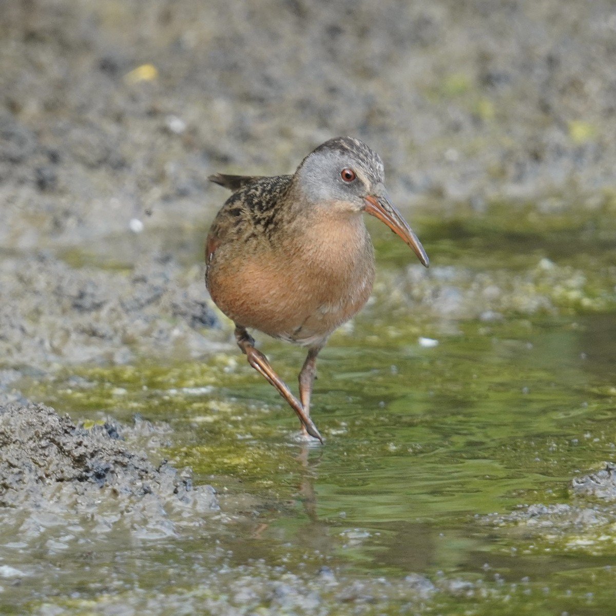 Virginia Rail - ML619710885